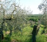 remnants of mixed crops